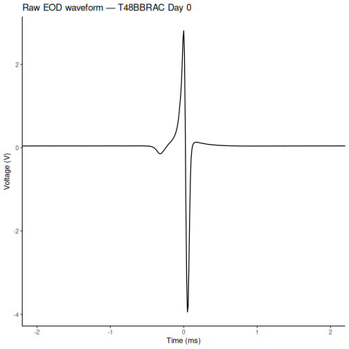 Line plot of a single EOD waveform showing voltage in volts on the y-axis and time in milliseconds on the x-axis. The waveform has a characteristic biphasic shape with a positive P1 peak followed by a negative P2 trough.